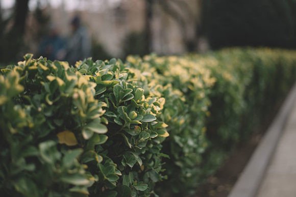 A Lawn of Green Bushes: Rethinking Traditional Landscaping for Modern Homes