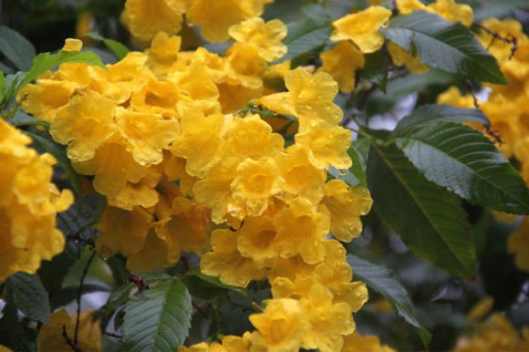 Ornamental Plant Flowers by the Lake: Integrating Natural Beauty into Design Workflows