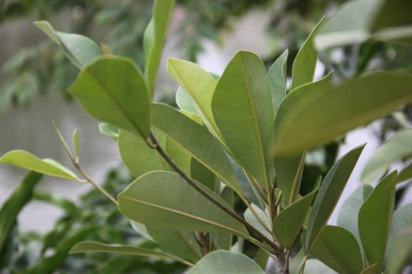 Ornamental Plants by the Lake: Cultivating Aesthetic Value in Waterfront Landscapes